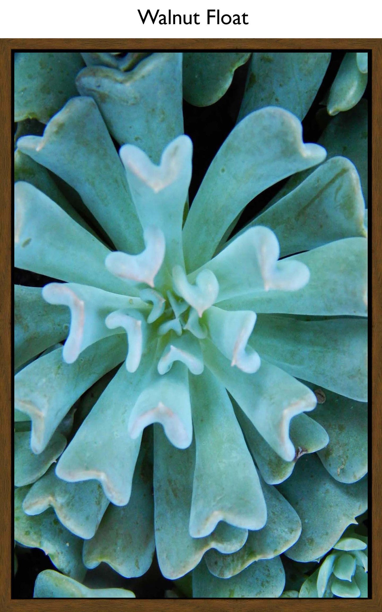 Walnut Float