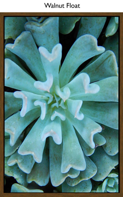 Walnut Float