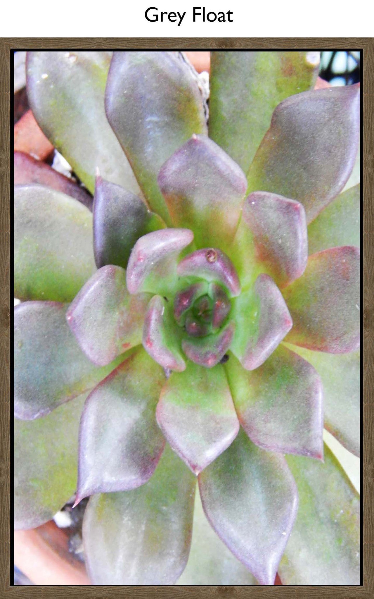 Grey Float