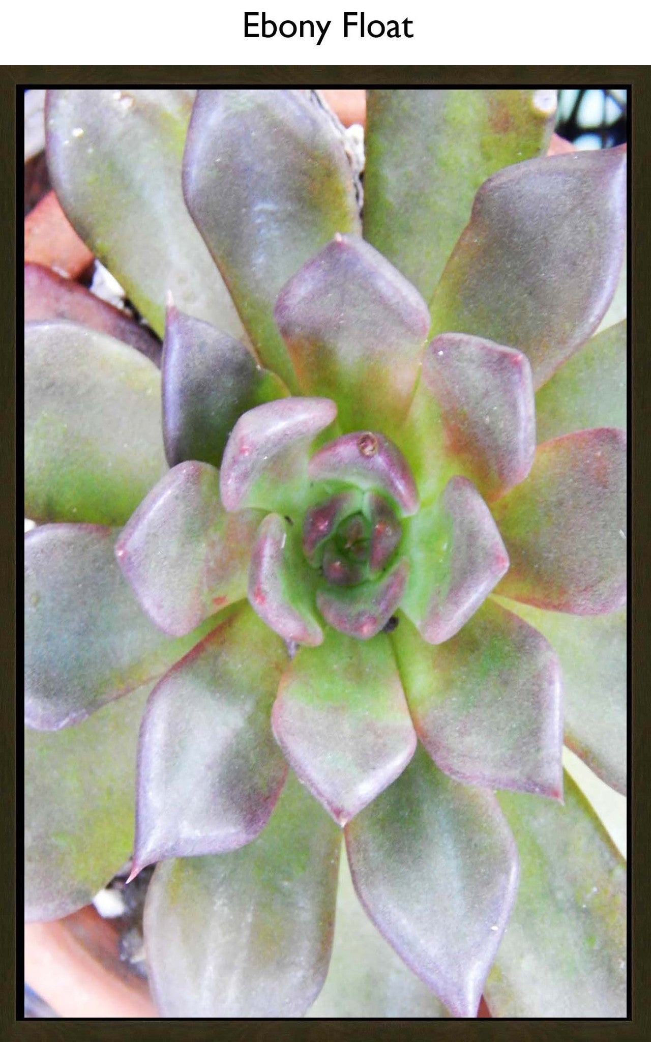Ebony Float