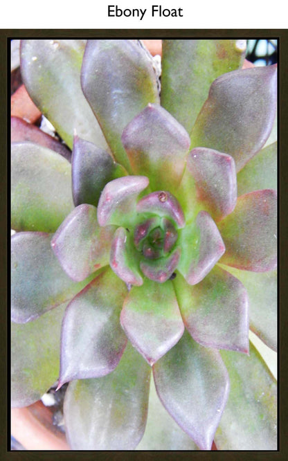 Ebony Float