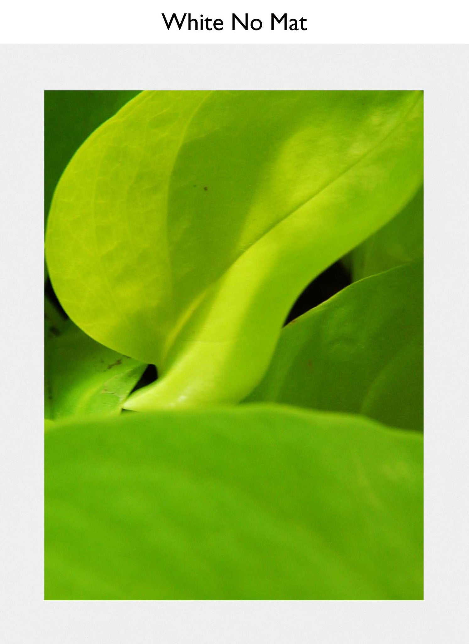 White No Mat