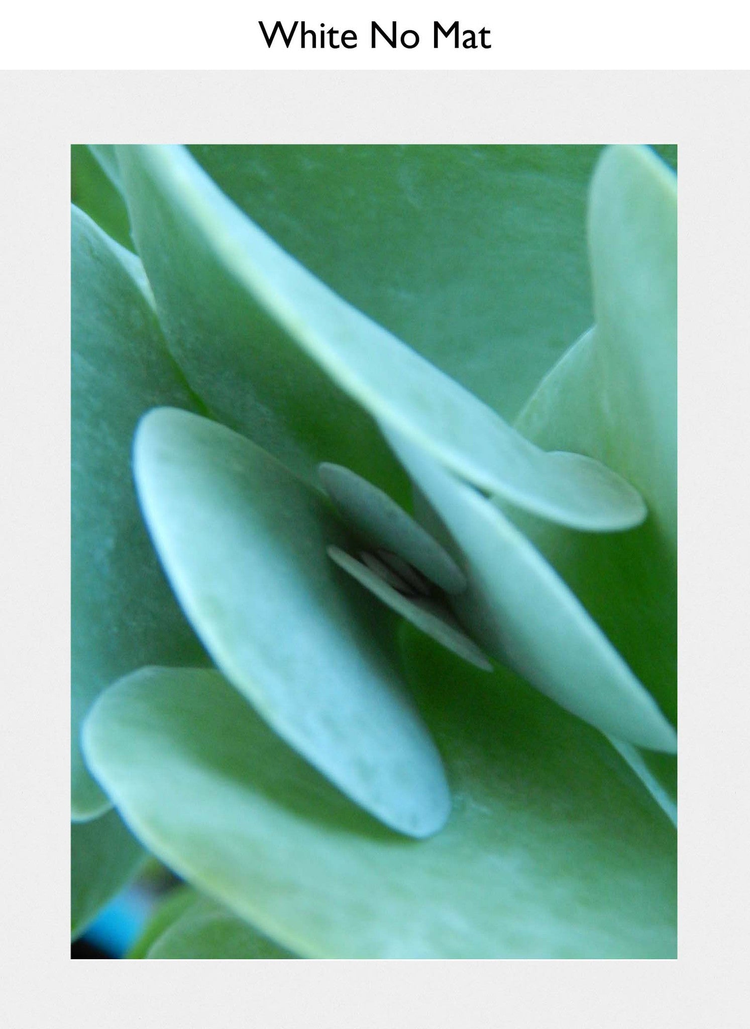 White No Mat
