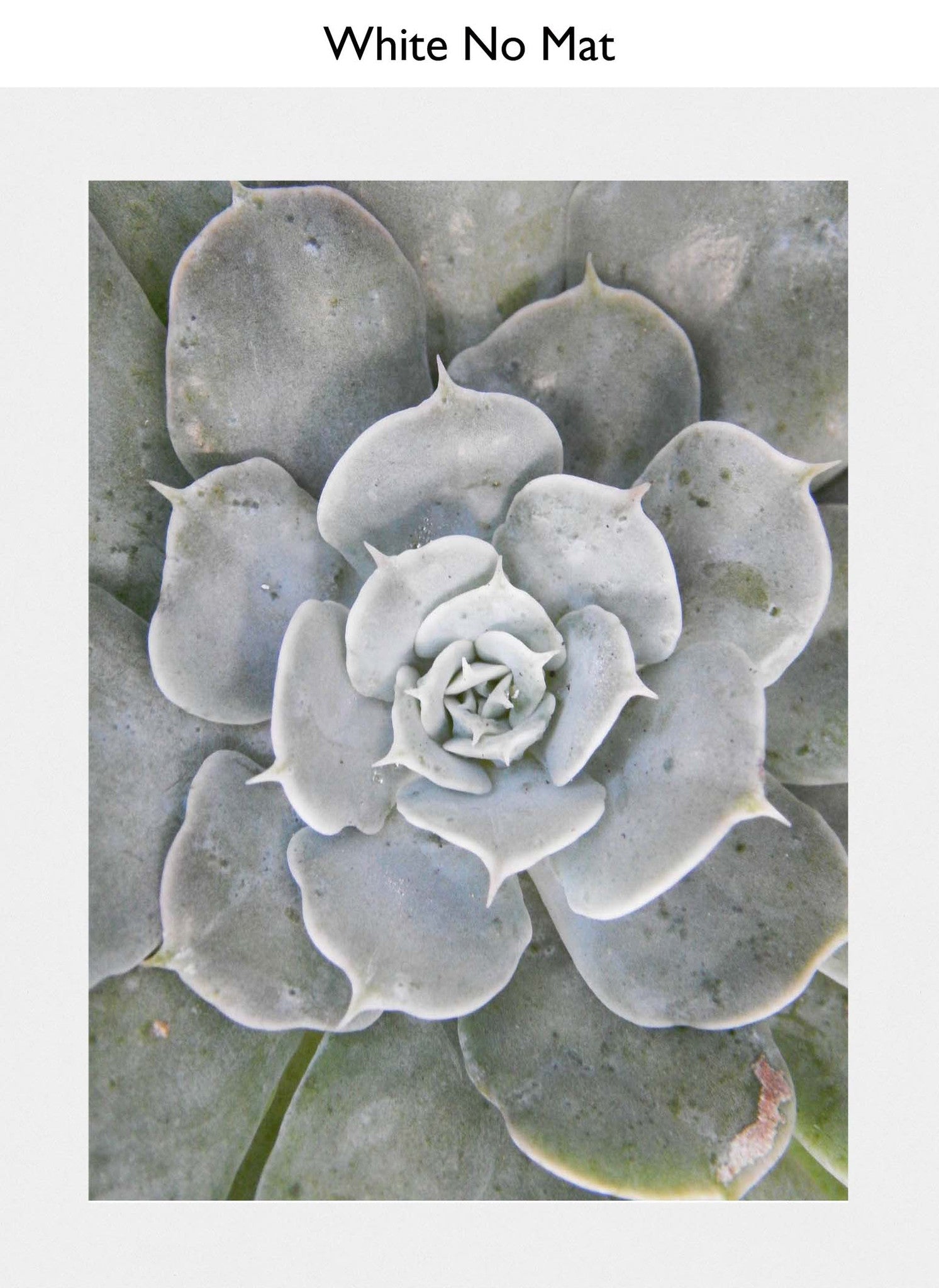 White No Mat