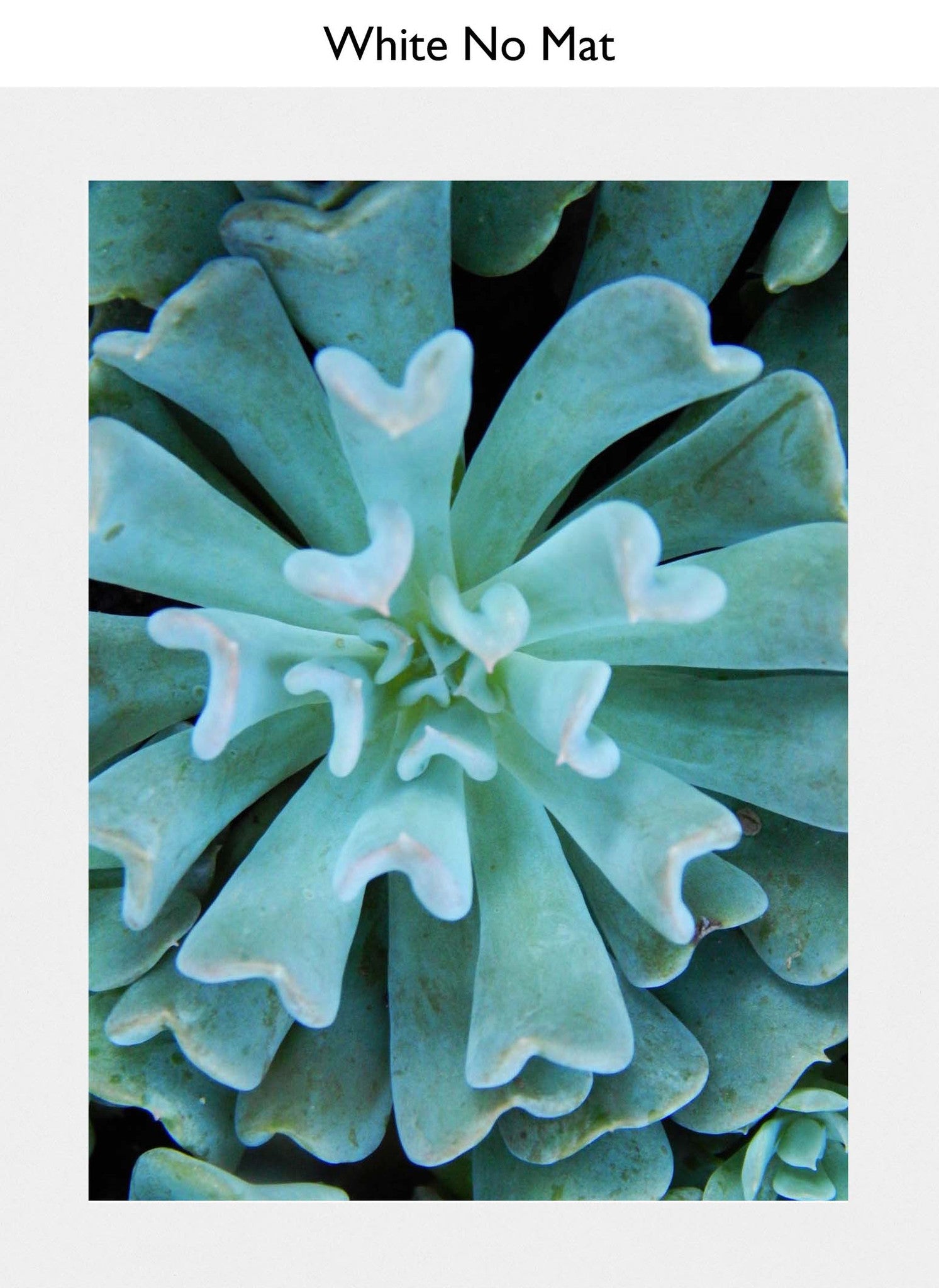 White No Mat