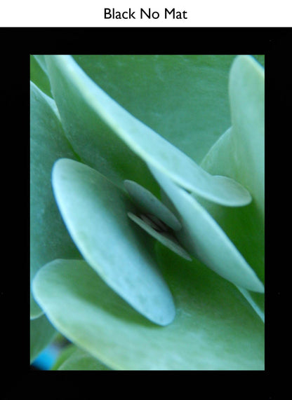 Black No Mat
