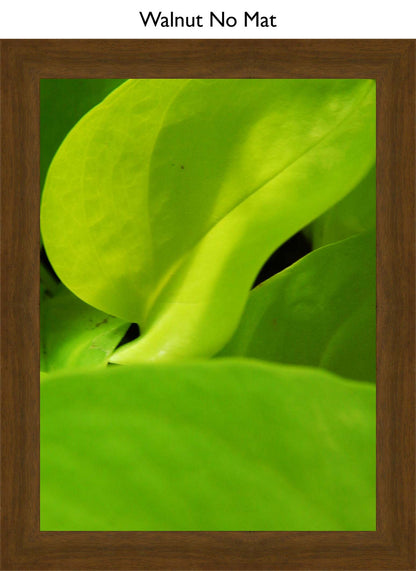 Walnut No Mat
