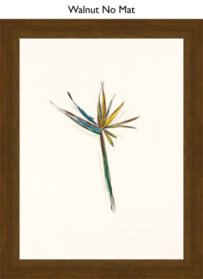 Walnut No Mat