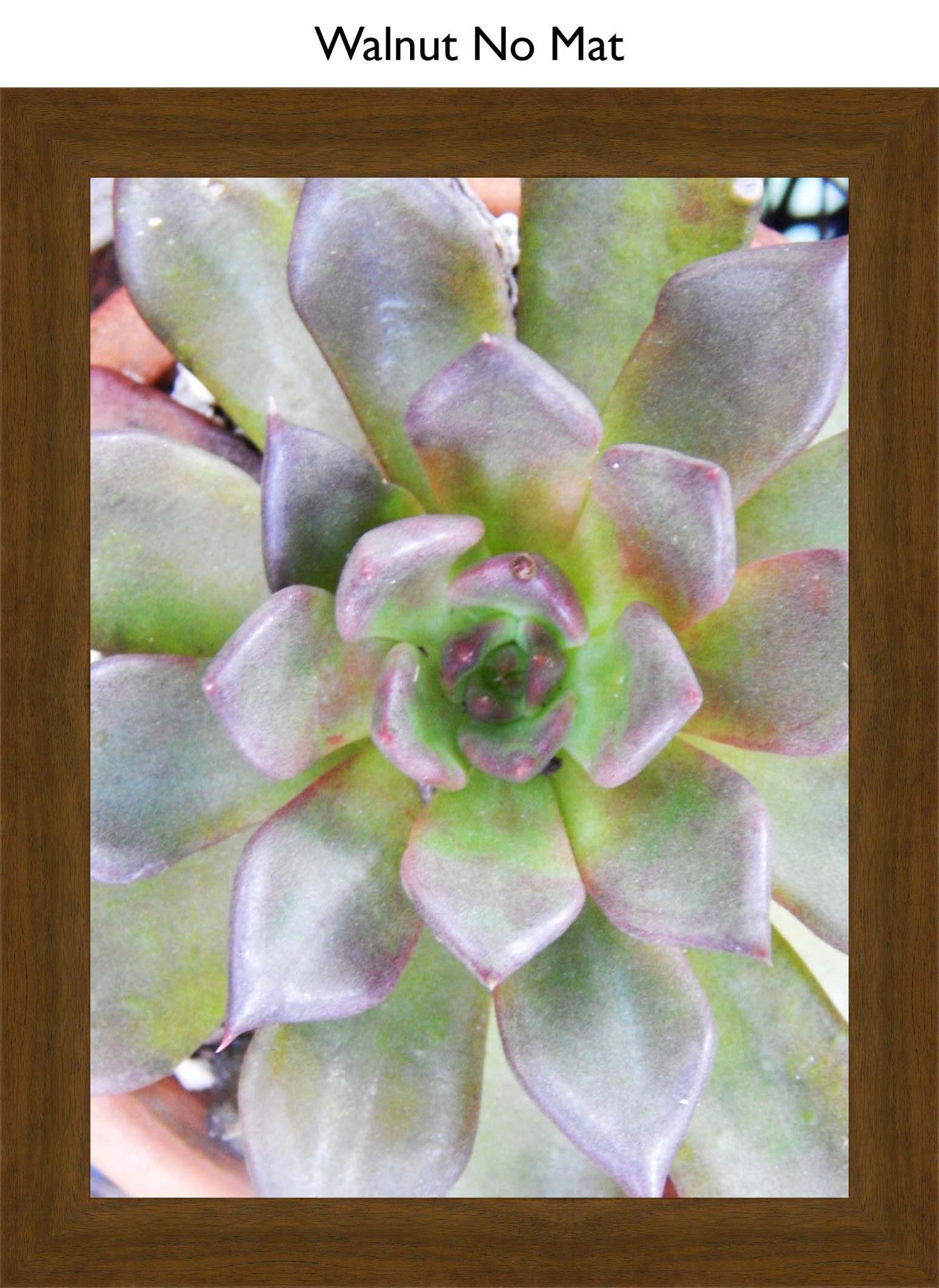 Walnut No Mat