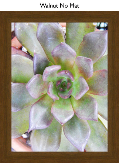 Walnut No Mat