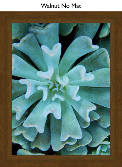 Walnut No Mat